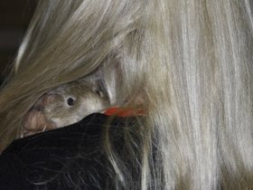 2011-05-27-424 Lynda Stoner and Caramel (c) Jason Grossman.jpg